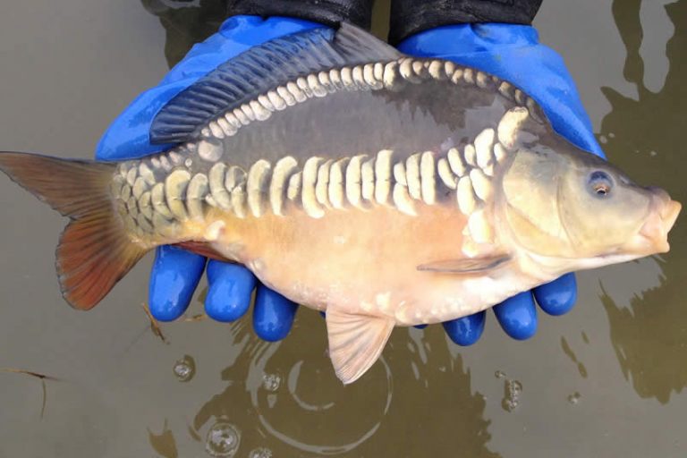 2016-02-29 fish pics from iphone 26 3 16 003